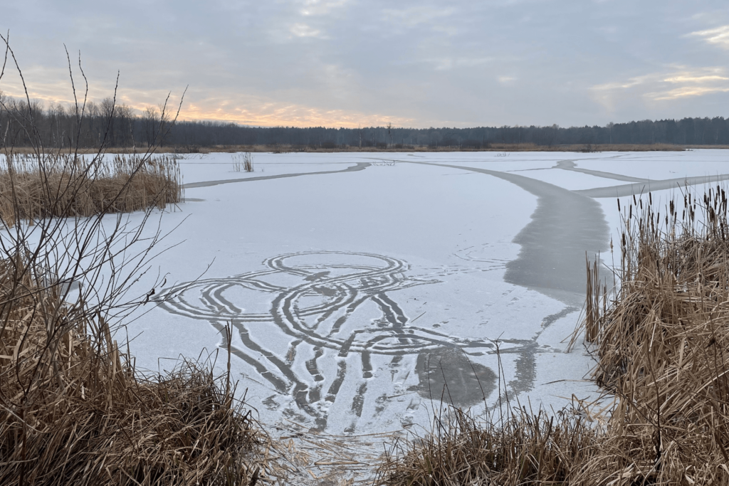 Mokre Łąki Kampinoski Park Narodowy