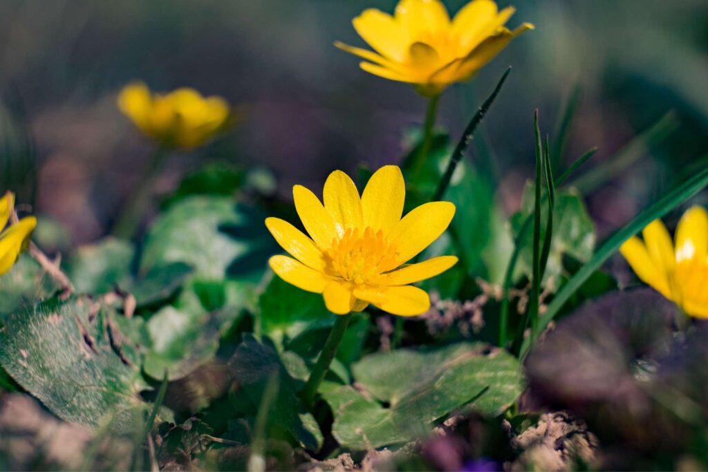 Wiosna w Kampinosie - ziarnopłon wiosenny