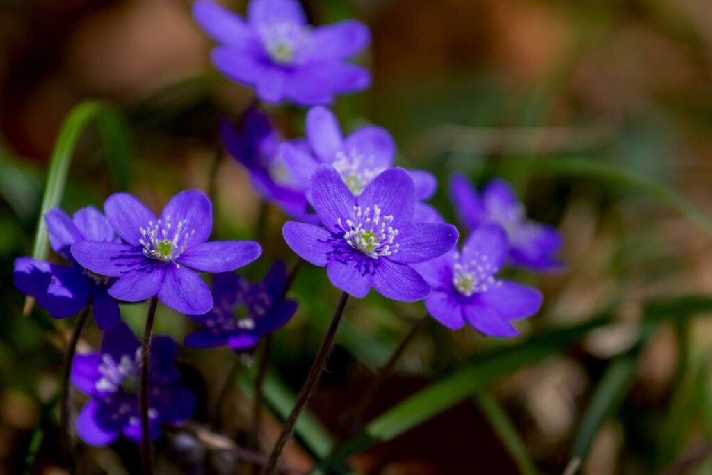 Wiosna w Kampinosie - przylaszczka pospolita