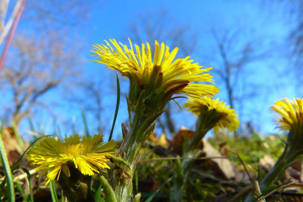 Wiosna w Kampinosie - podbiał pospolity