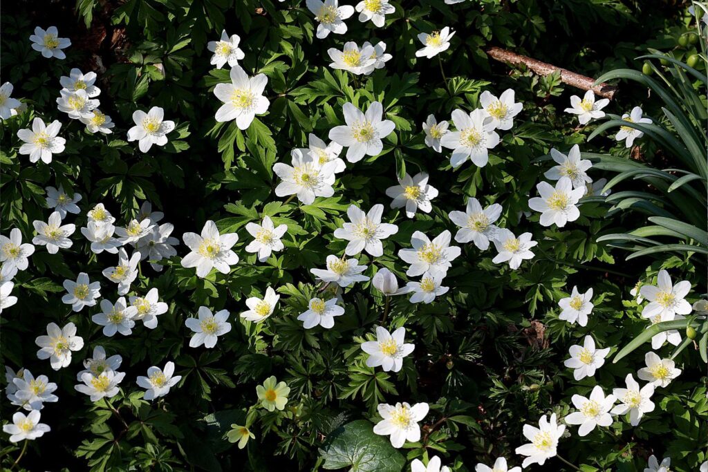 Wiosna w Kampinosie - zawilec gajowyawilec