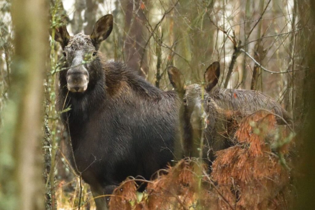 TOP 10 Atrakcje w Kampinosie Łoś