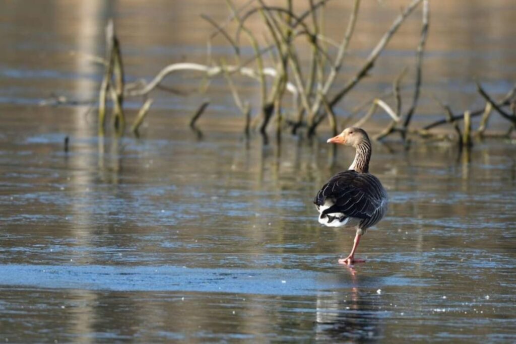 TOP 10 Atrakcje w Kampinosie Mokre Łąki