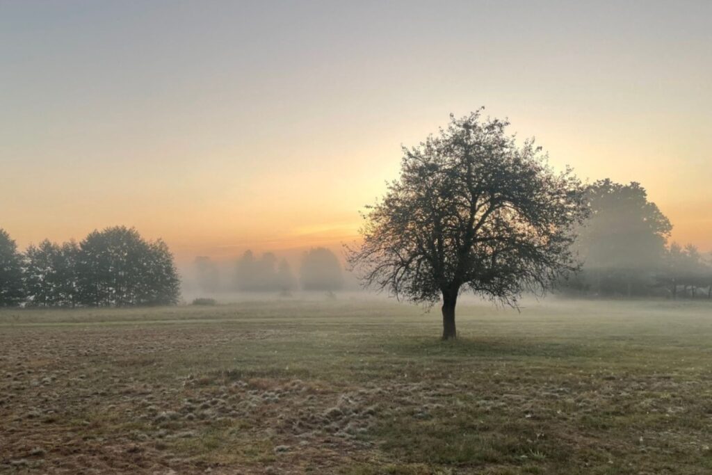 TOP 10 Atrakcje w Kampinosie Stara Dąbrowa