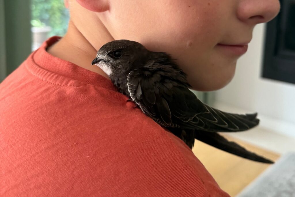 Jerzyk siedzący spokojnie na ramieniu u opiekuna