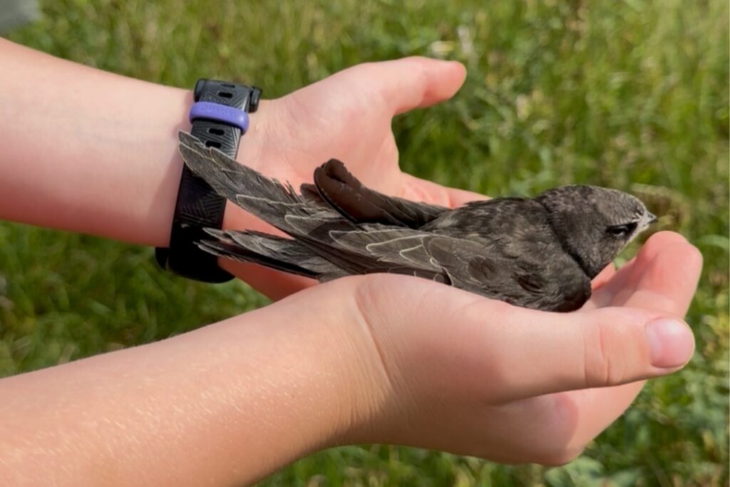 Jerzyk na chwilę przed odlotem.