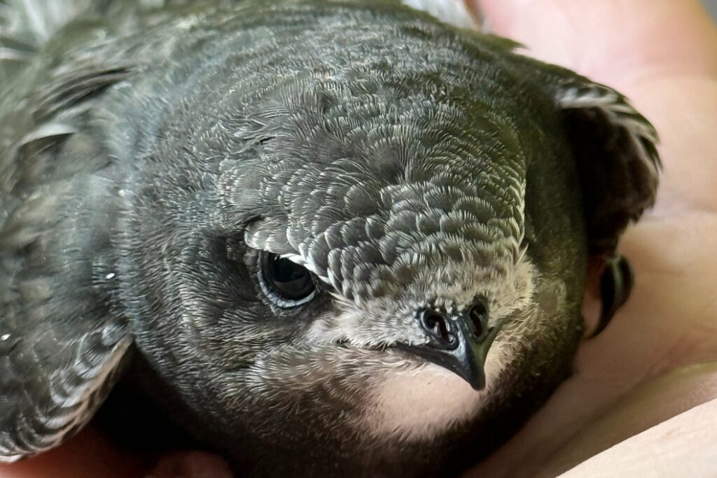 Jerzyk budowa głowy 