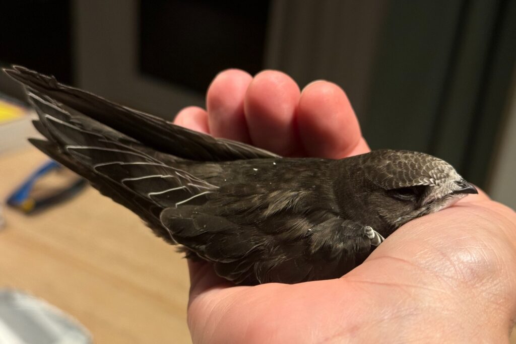 Jerzyk w ręce z bliska