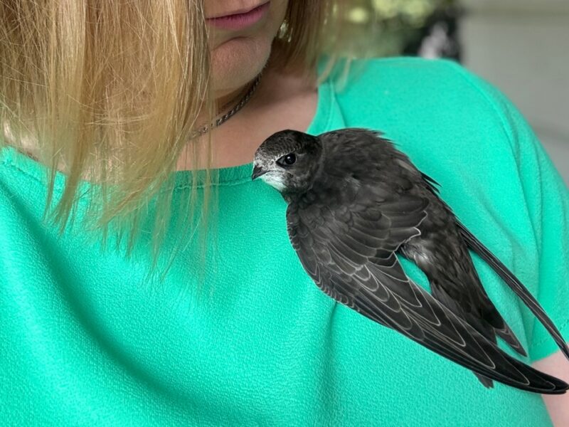 Młody jerzyk siedzący na ramieniu opiekuna, zbliżenie na ptaka.