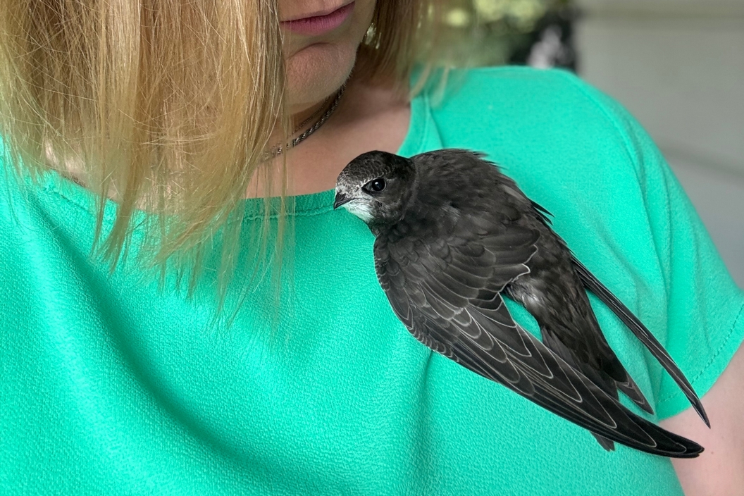 Młody jerzyk siedzący na ramieniu opiekuna, zbliżenie na ptaka.