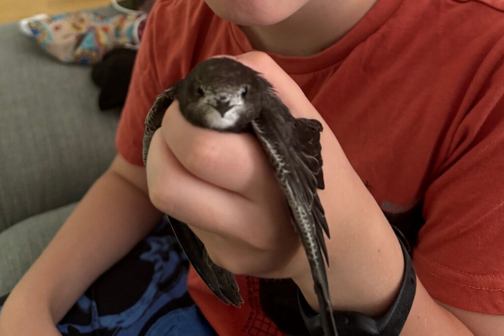 Jerzyk w ręce opiekuna