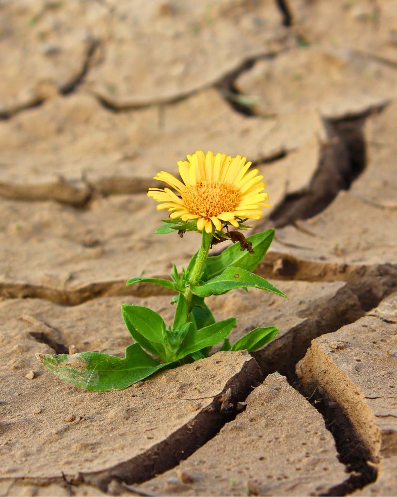 Wycieczka szkolna warsztatowa Na tropie zmian klimatycznych w Kampinoskim Parku Narodowym