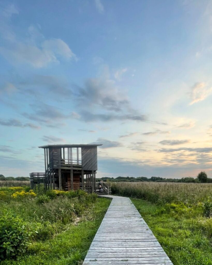 Wycieczka szkolna w Kampinoskim Parku Narodowym – dzieci poznają przyrodę puszczy