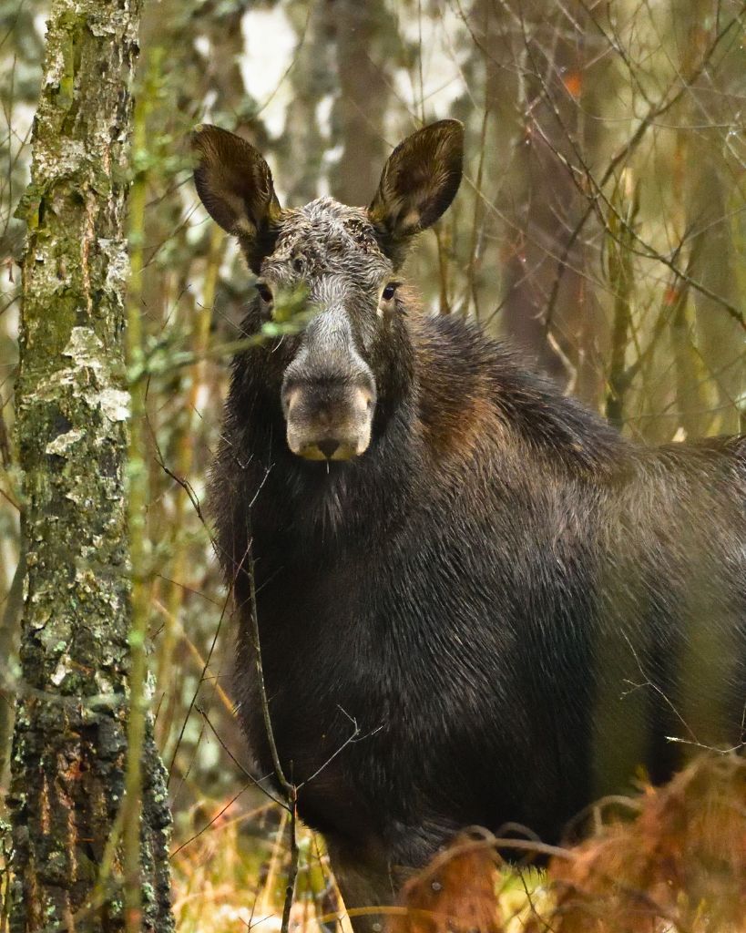 Wycieczka szkolna na zamówienie – edukacja, przygoda i zwierzęta w naturze