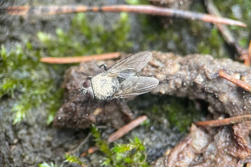 Biały nalot zarodników grzyba Entomophthora muscae na martwej musze – grzyb zombie w naturze Kampinosu