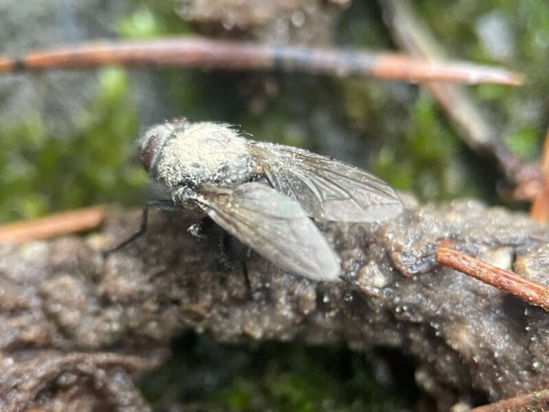 Żywa mucha zainfekowana przez grzyb Entomophthora muscae w początkowej fazie infekcji – grzyb zombie w Kampinoskim Parku Narodowym