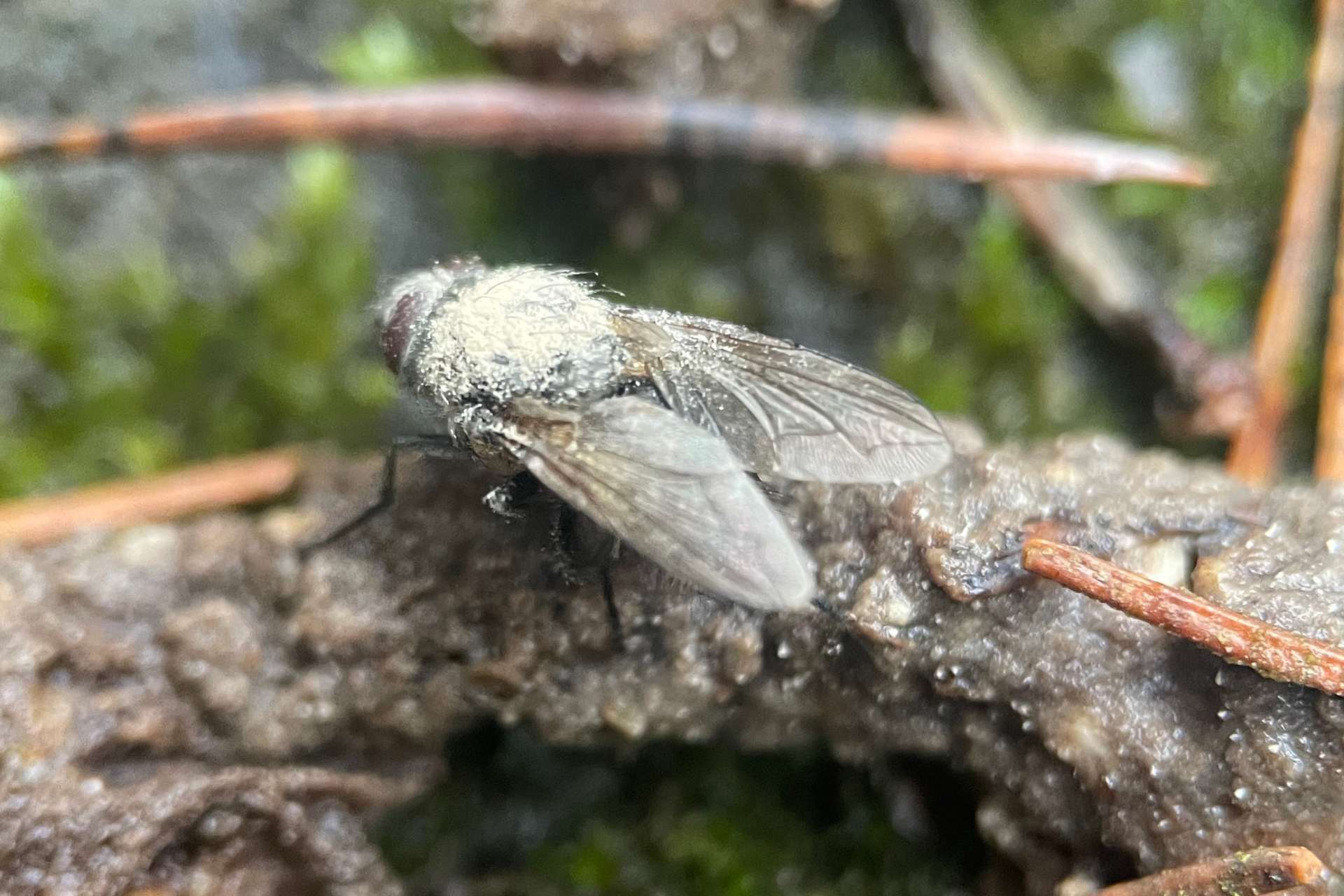 Żywa mucha zainfekowana przez grzyb Entomophthora muscae w początkowej fazie infekcji – grzyb zombie w Kampinoskim Parku Narodowym