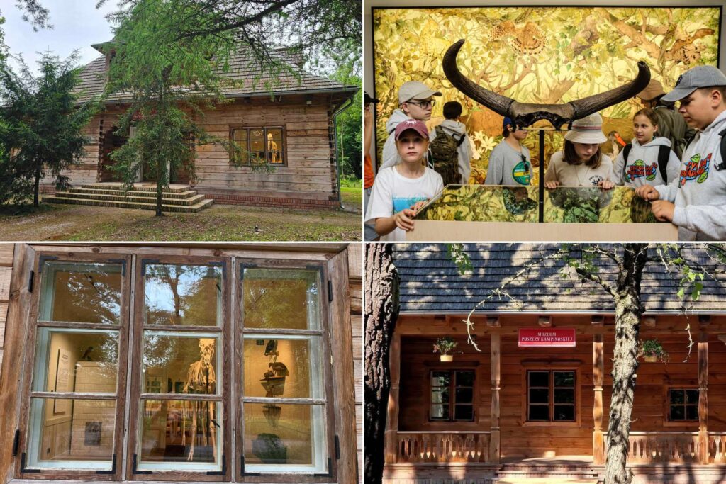 Zdjęcia z Muzeum Puszczy Kampinoskiej w Granicy – wnętrza ekspozycji i szkielet łosia